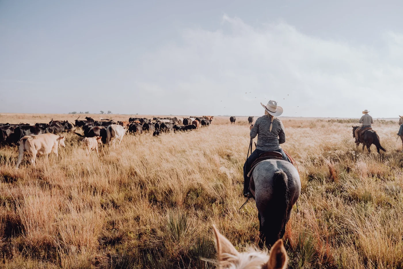 Cattle grazing on dry grassland, illustrating rotational grazing